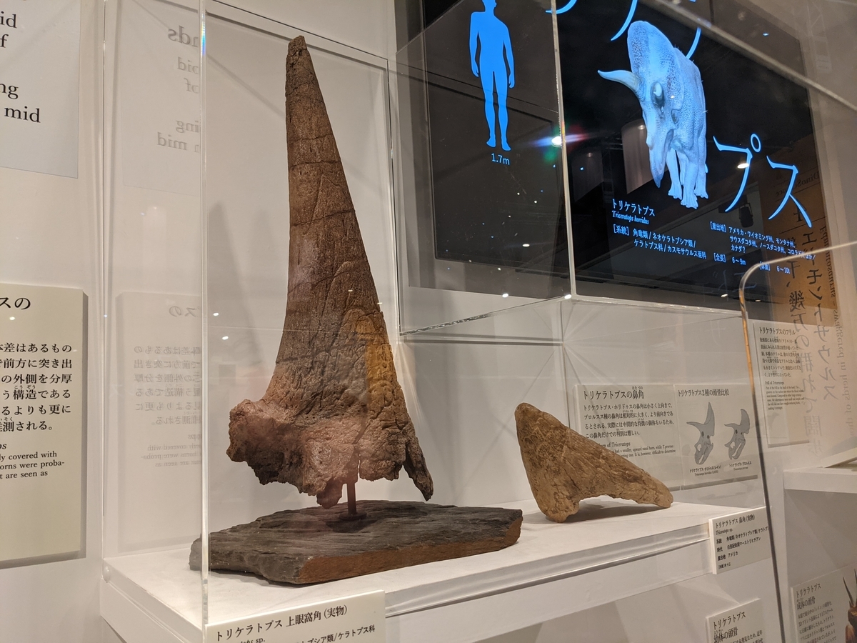 f:id:Prehistoriclifeman:20210801153436j:plain