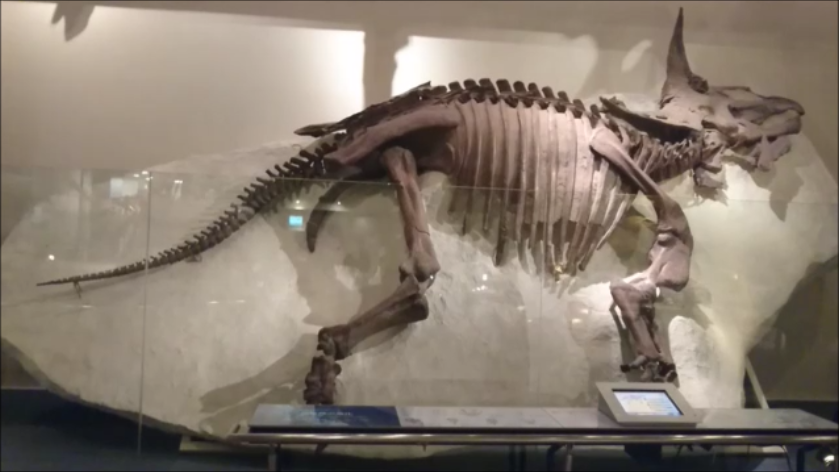 f:id:Prehistoriclifeman:20210807105133p:plain