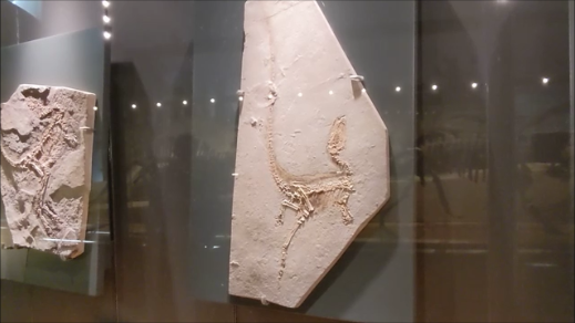 f:id:Prehistoriclifeman:20220301221809p:plain