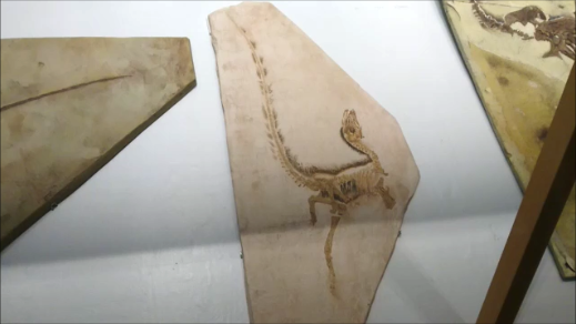 f:id:Prehistoriclifeman:20220301222516p:plain