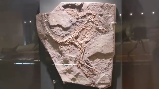 f:id:Prehistoriclifeman:20220301222804p:plain