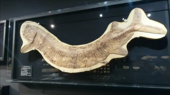 古代魚　巨大　化石　博物館級 間違いなく「過去一」のサイズと保存状態を誇る、博物館級の