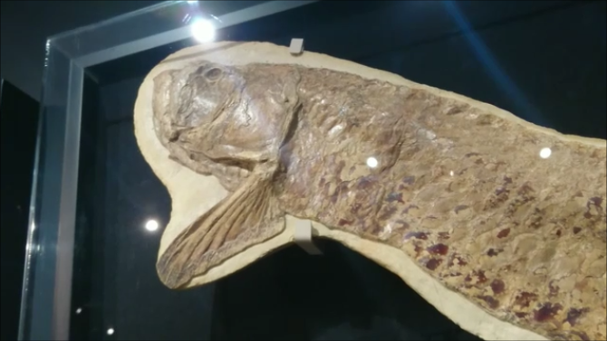 古代魚　巨大　化石　博物館級 間違いなく「過去一」のサイズと保存状態を誇る、博物館級の
