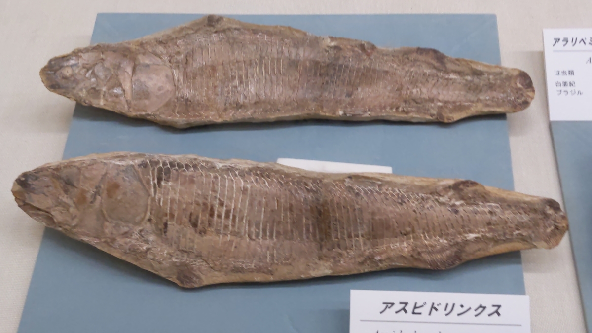 アンモナイト 恐竜 古代貝 化石 標本 鑑賞品 博物館保存 2個