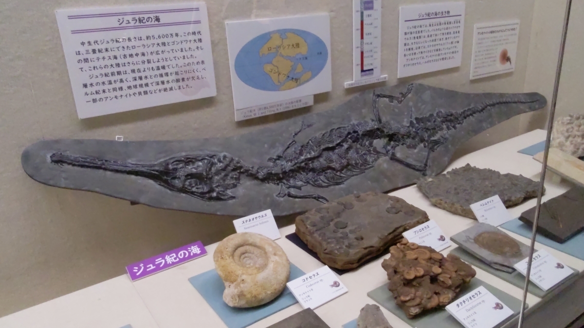 古生物イベント紹介】アンモナイトの秘密～太古の海の不思議な生き物