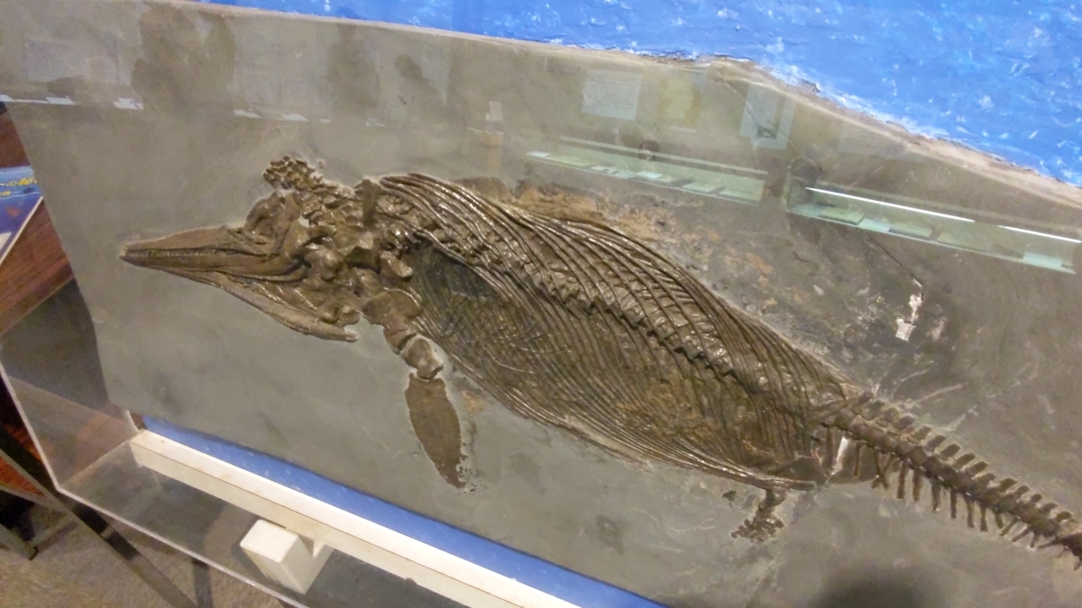古生物イベント紹介】アンモナイトの秘密～太古の海の不思議な生き物