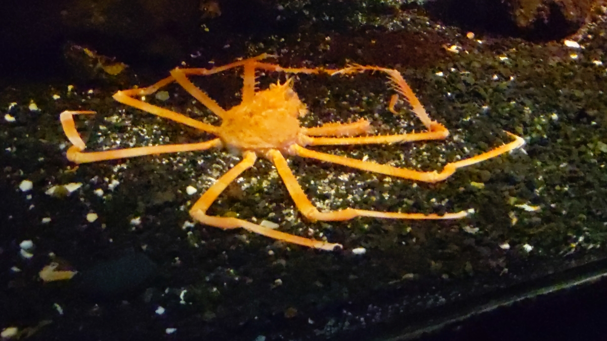 古生物スポット紹介】沼津港深海水族館(Numazu Deep Sea Aquarium