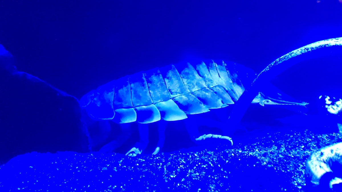 古生物スポット紹介】沼津港深海水族館(Numazu Deep Sea Aquarium