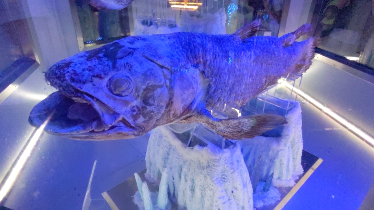 古生物スポット紹介】沼津港深海水族館(Numazu Deep Sea