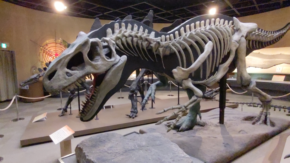 化石 恐竜　博物館級!! Platecarpus ptychodon !貴重!! 化石 恐竜 博物館級!! Platecarpus ptychodon !貴重!! - メルカリ