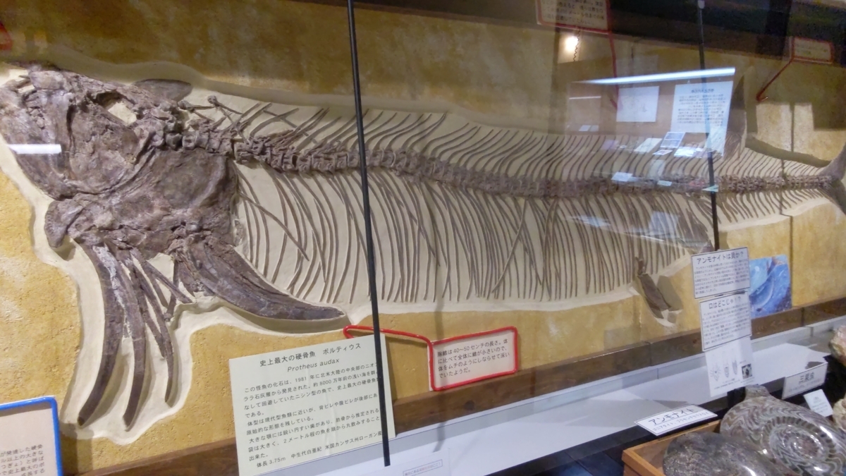 古生物スポット紹介】奇石博物館(The Kiseki Museum of World 古生物スポット紹介】奇石博物館(The Kiseki Museum of World