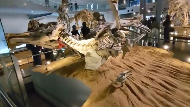 古生物紹介】エドモントサウルス(Edmontosaurus) - Prehistoriclifeman