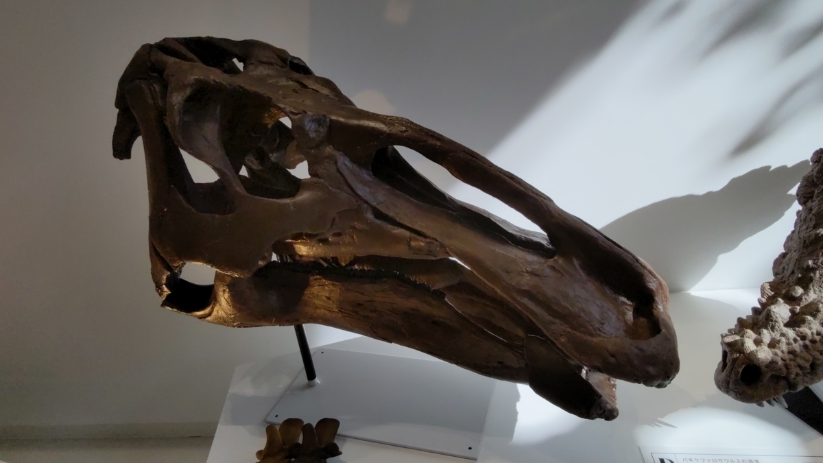 古生物紹介】エドモントサウルス(Edmontosaurus) - Prehistoriclifeman