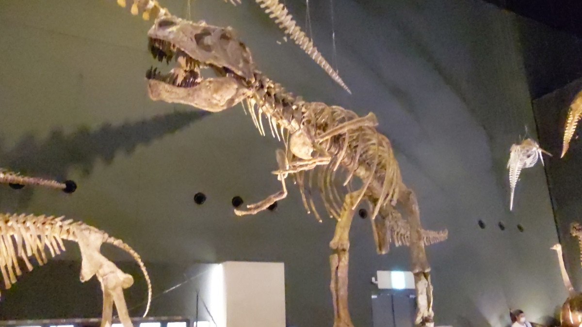 古生物紹介】ティラノサウルス(Tyrannosaurus) - Prehistoriclifemanの日記