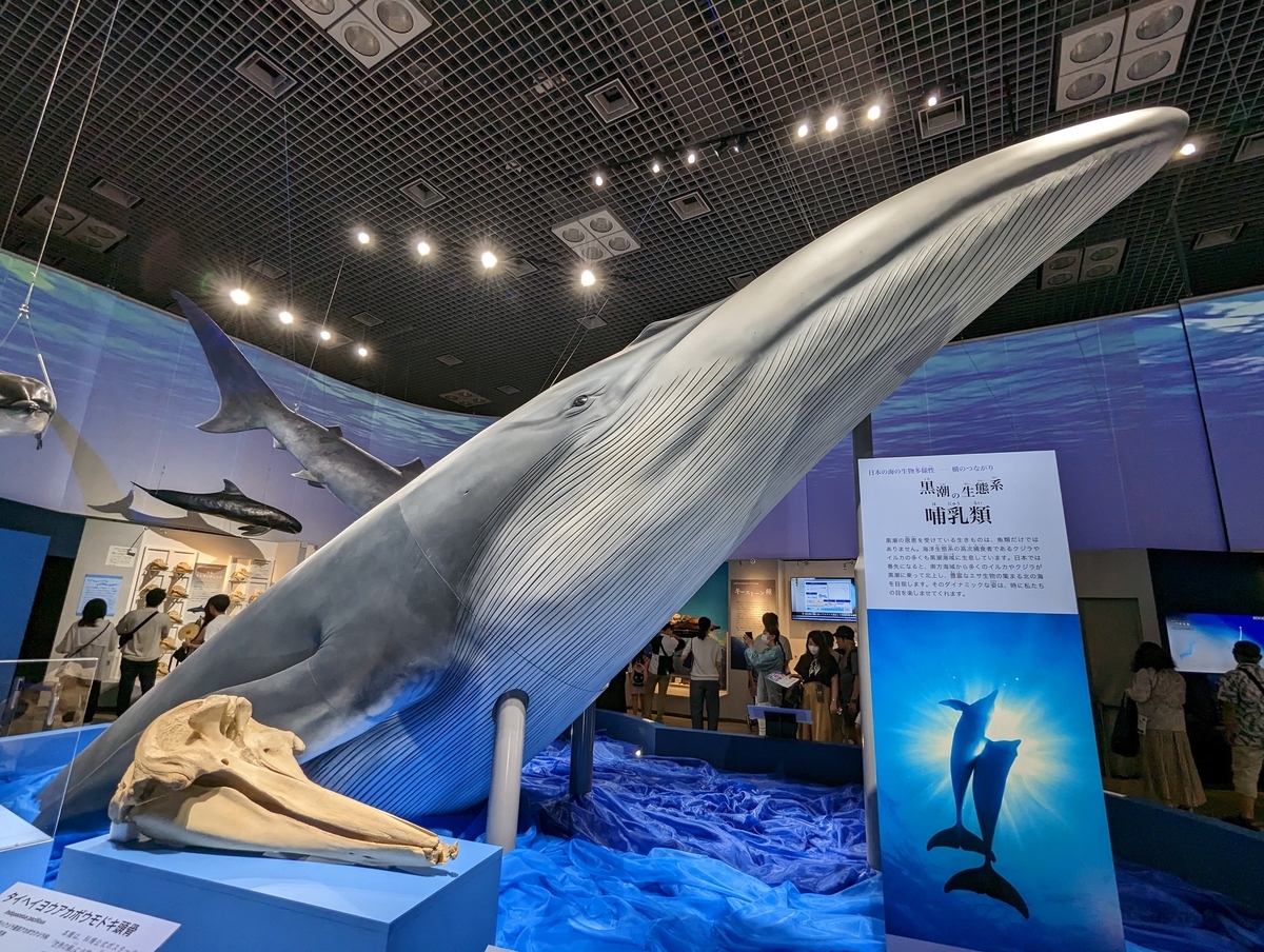古生物イベント】特別展 海 —生命のみなもと― (国立科学博物館