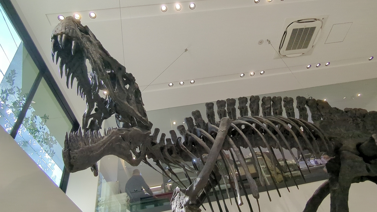 古生物イベント】第3回 化石のマーケット(TCA東京ECO動物海洋専門学校