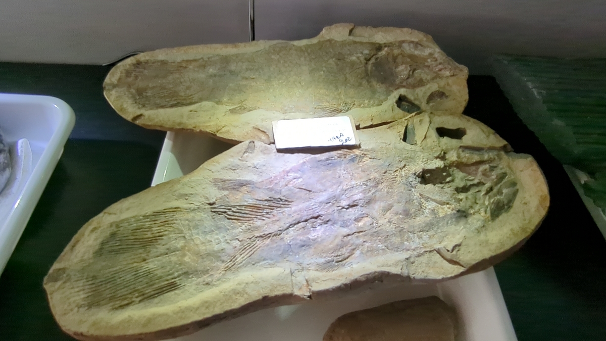 古生物イベント】第3回 化石のマーケット(TCA東京ECO動物海洋専門学校