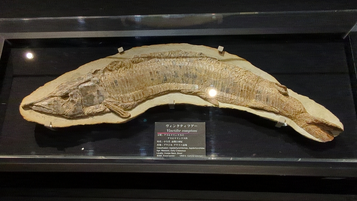 古生物紹介】ヴィンクティファー(Vinctifer) - Prehistoriclifemanの日記