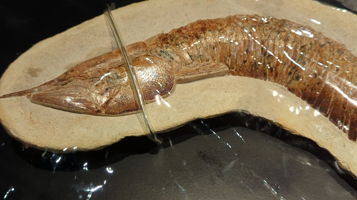古生物紹介】ヴィンクティファー(Vinctifer) - Prehistoriclifemanの日記