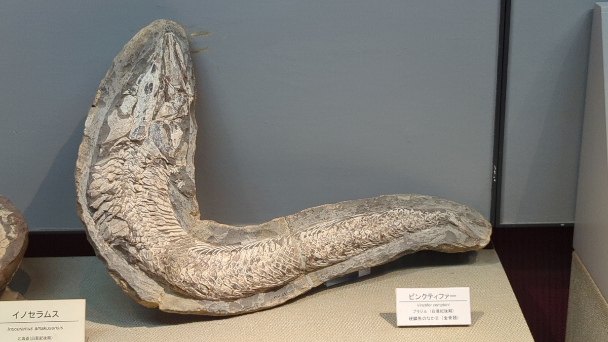 古生物紹介ヴィンクティファー(Vinctifer) Prehistoriclifemanの日記
