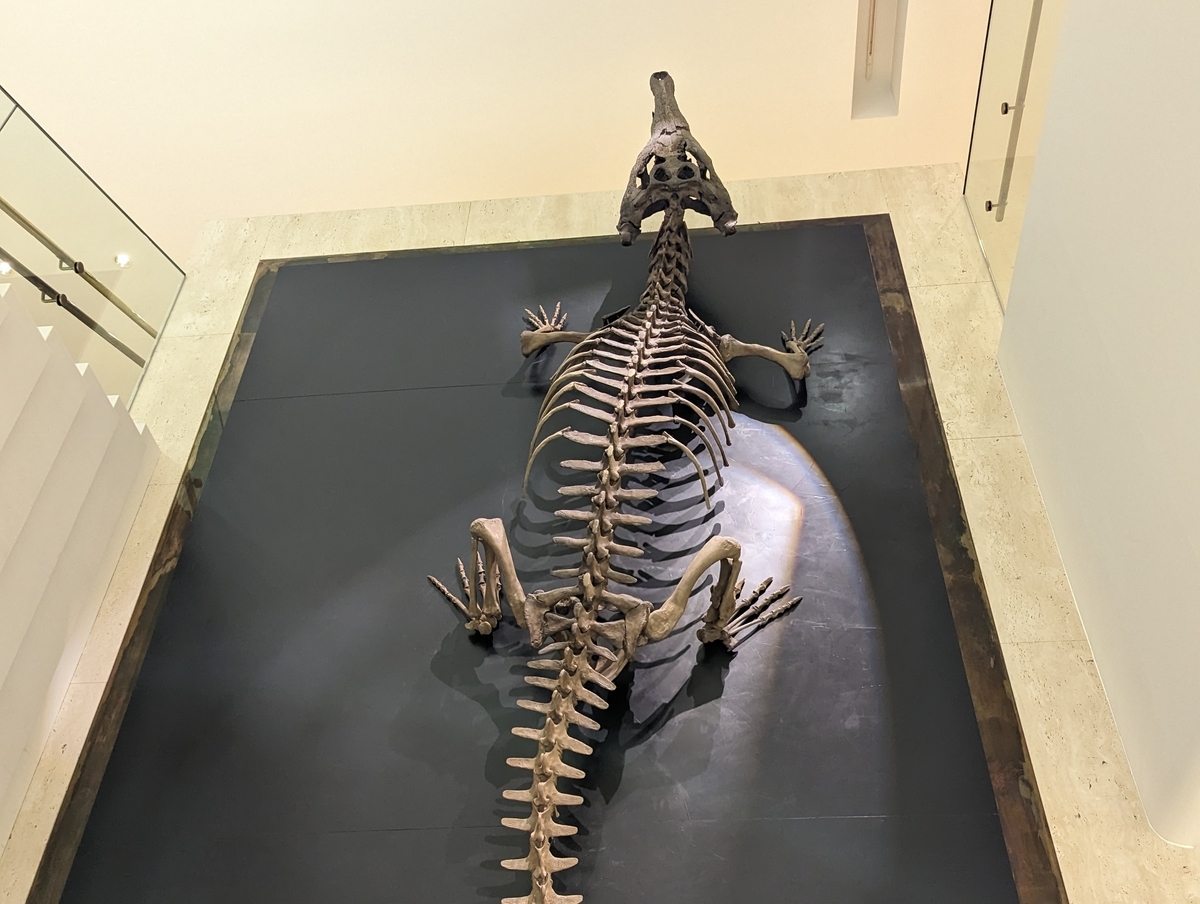 マチカネワニ(Toyotamaphimeia machikanensis) - Prehistoriclifemanの日記