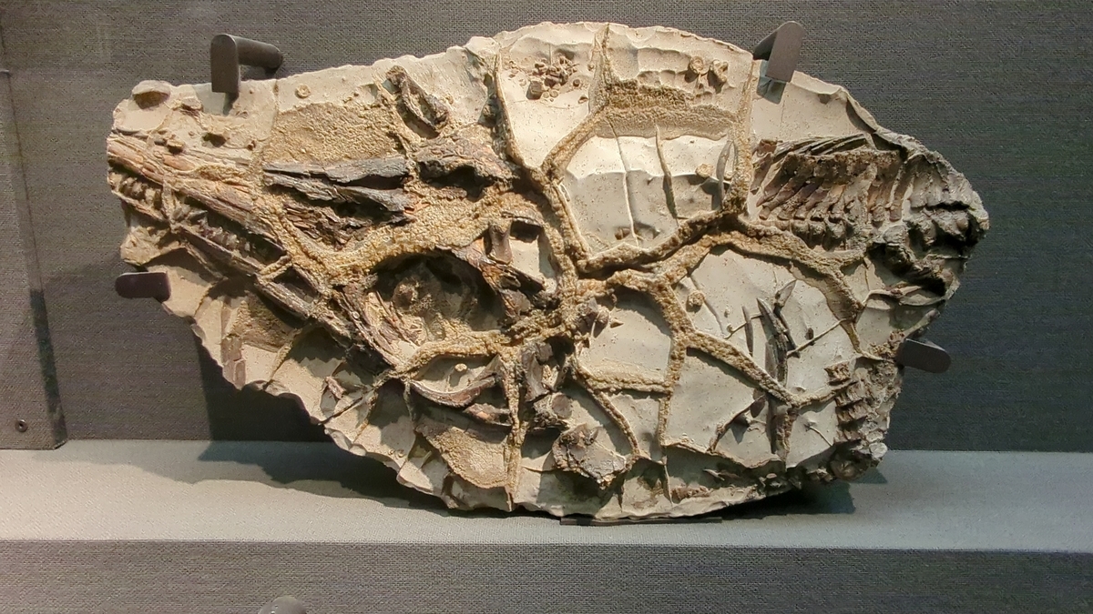 古生物紹介】イクチオサウルス(Ichthyosaurus) - Prehistoriclifemanの日記