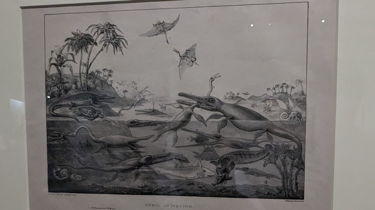 古生物紹介】イクチオサウルス(Ichthyosaurus) - Prehistoriclifemanの日記