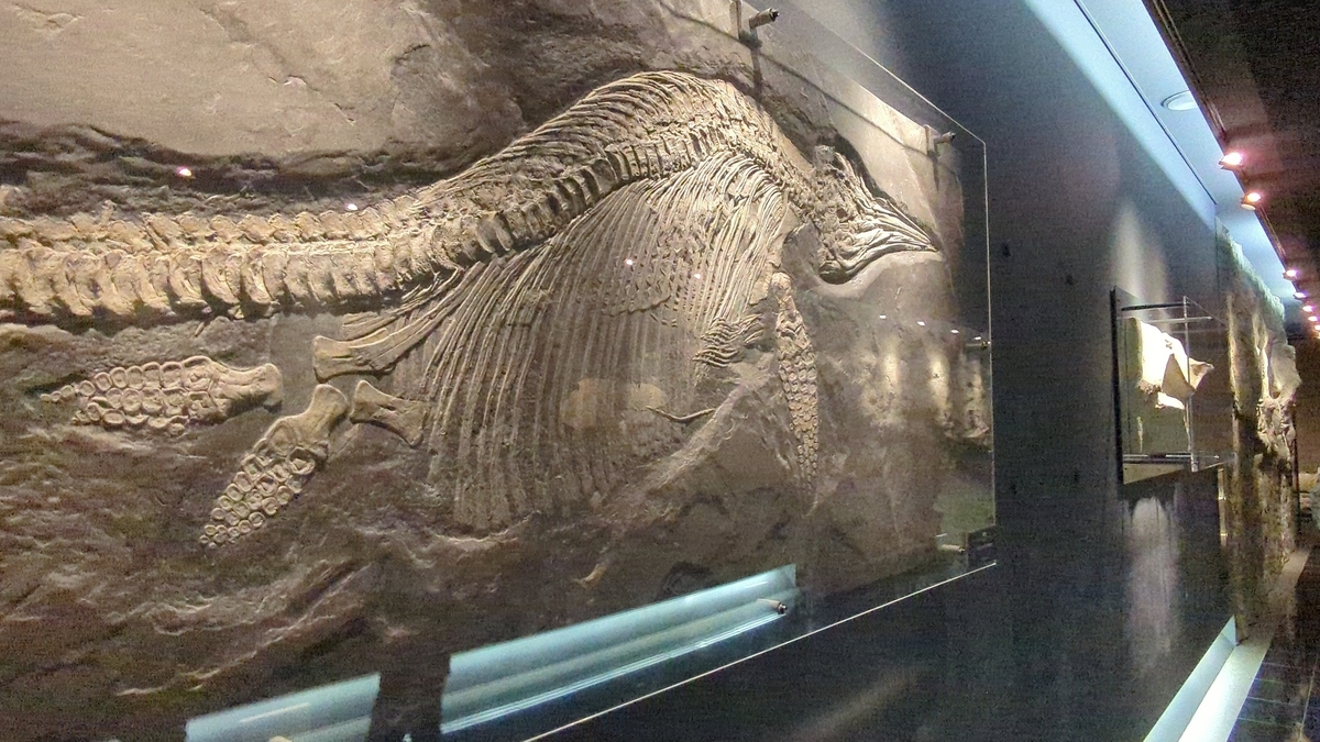 イクチオサウルス　脊椎骨　化石 楽天市場】博物館クラス イクチオサウルス化石 : ギャラリーメイスン