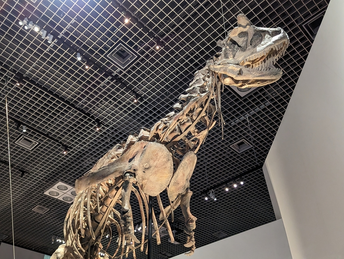 古生物紹介】カルノタウルス(Carnotaurus) - Prehistoriclifemanの日記