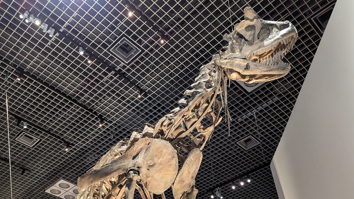 古生物紹介】カルノタウルス(Carnotaurus) - Prehistoriclifemanの日記