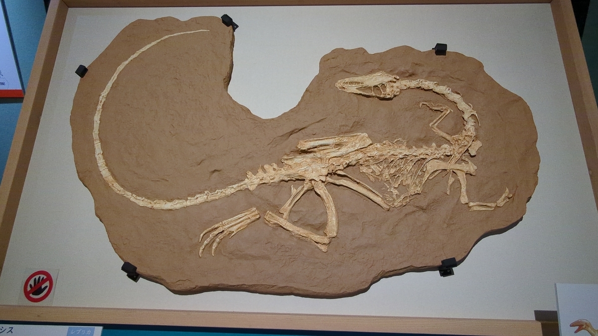 古生物紹介】コエロフィシス(Coelophysis) - Prehistoriclifemanの日記