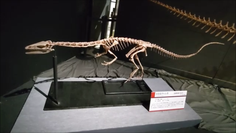 古生物紹介】コエロフィシス(Coelophysis) - Prehistoriclifemanの日記