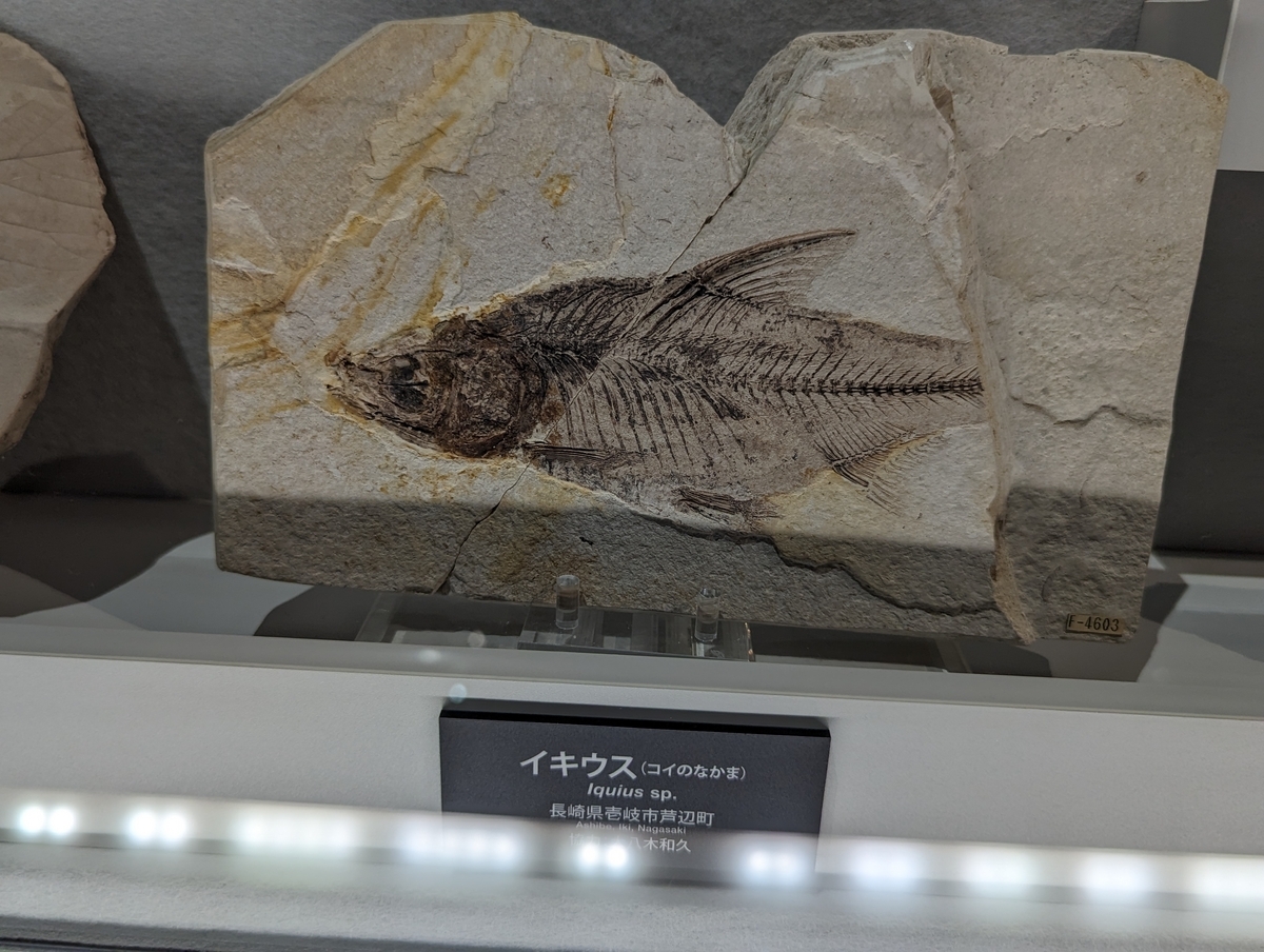 古生物スポット】フォッサマグナミュージアム - Prehistoriclifemanの日記