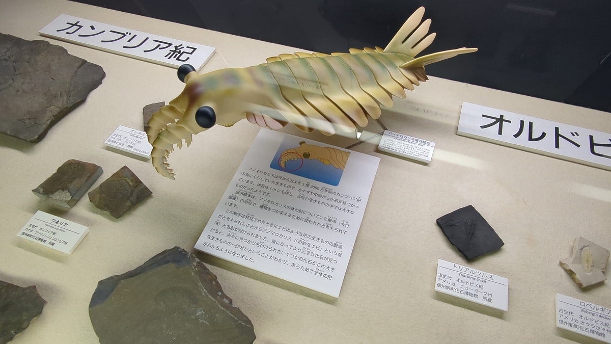 古生物スポット】信州新町化石博物館 - Prehistoriclifemanの日記