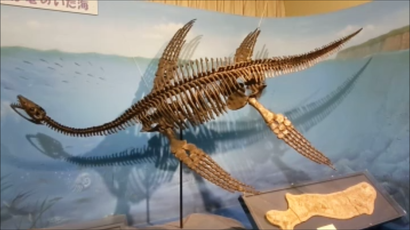 古生物紹介】プレシオサウルス(Plesiosaurus) - Prehistoriclifemanの日記