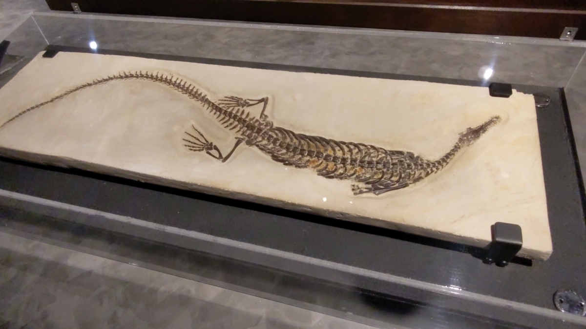 古生物紹介】メソサウルス - Prehistoriclifemanの日記