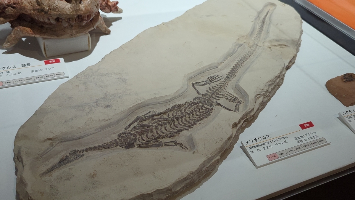 古生物紹介】メソサウルス - Prehistoriclifemanの日記