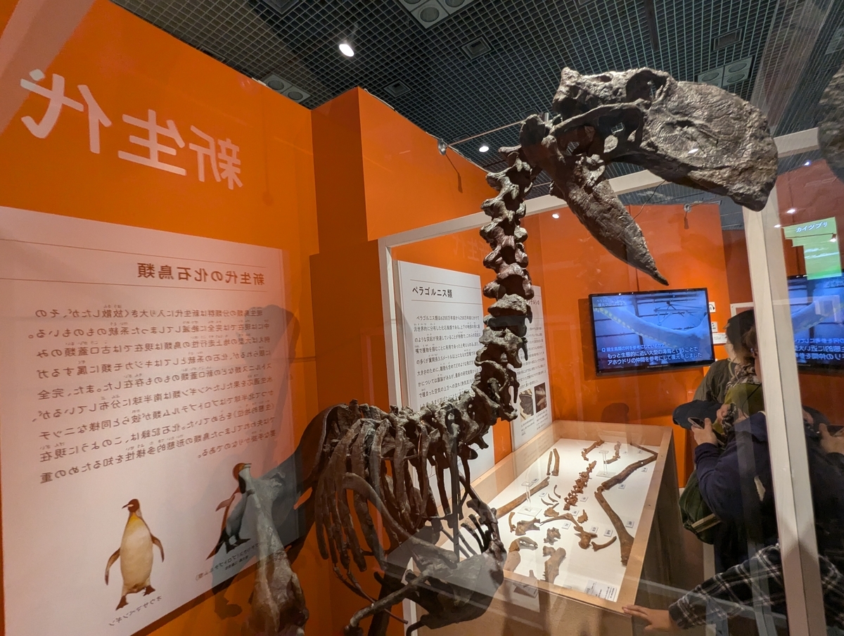 古生物紹介】ガストルニス(Gastornis) - Prehistoriclifemanの日記