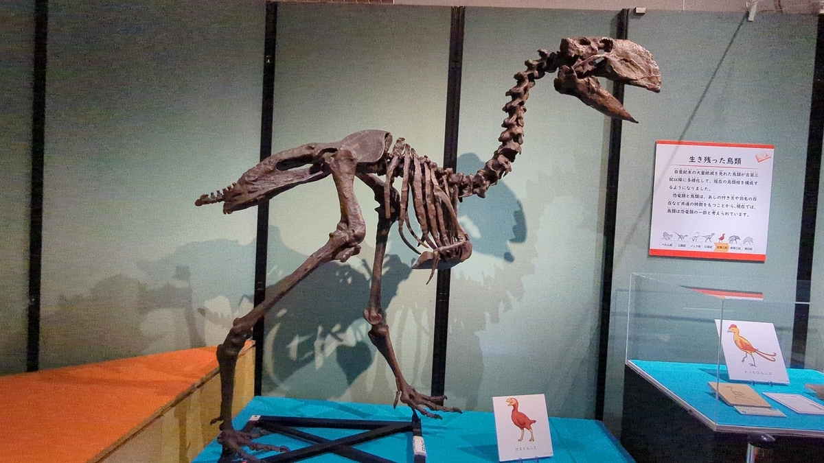 古生物紹介】ガストルニス(Gastornis) - Prehistoriclifemanの日記