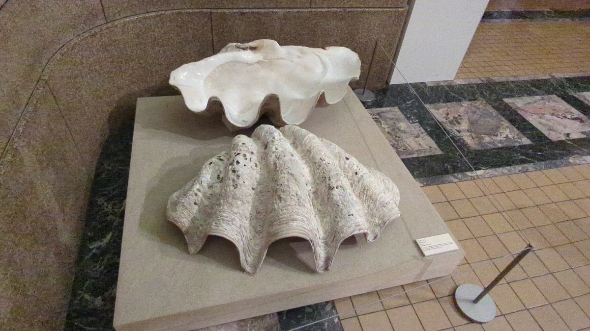 古生物イベント】貝類展：人はなぜ貝に魅せられるのか(国立科学博物館