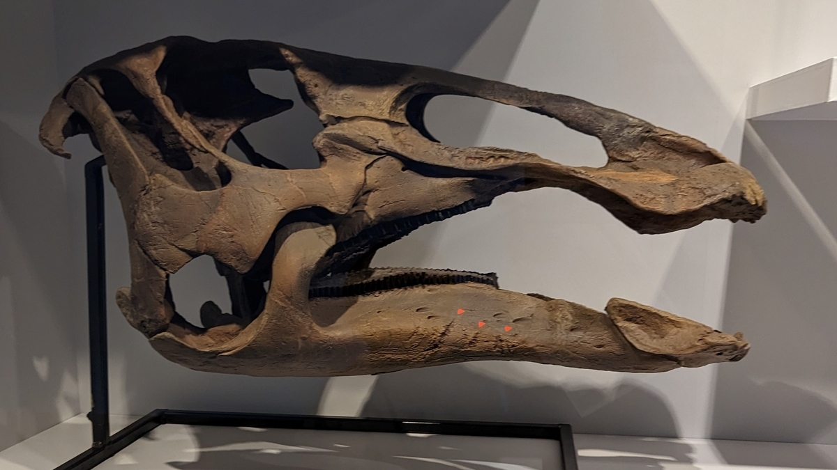 古生物紹介】エドモントサウルス(Edmontosaurus) - Prehistoriclifeman