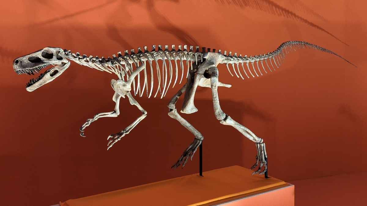 古生物紹介】ヘレラサウルス(Herrerasaurus) - Prehistoriclifemanの日記