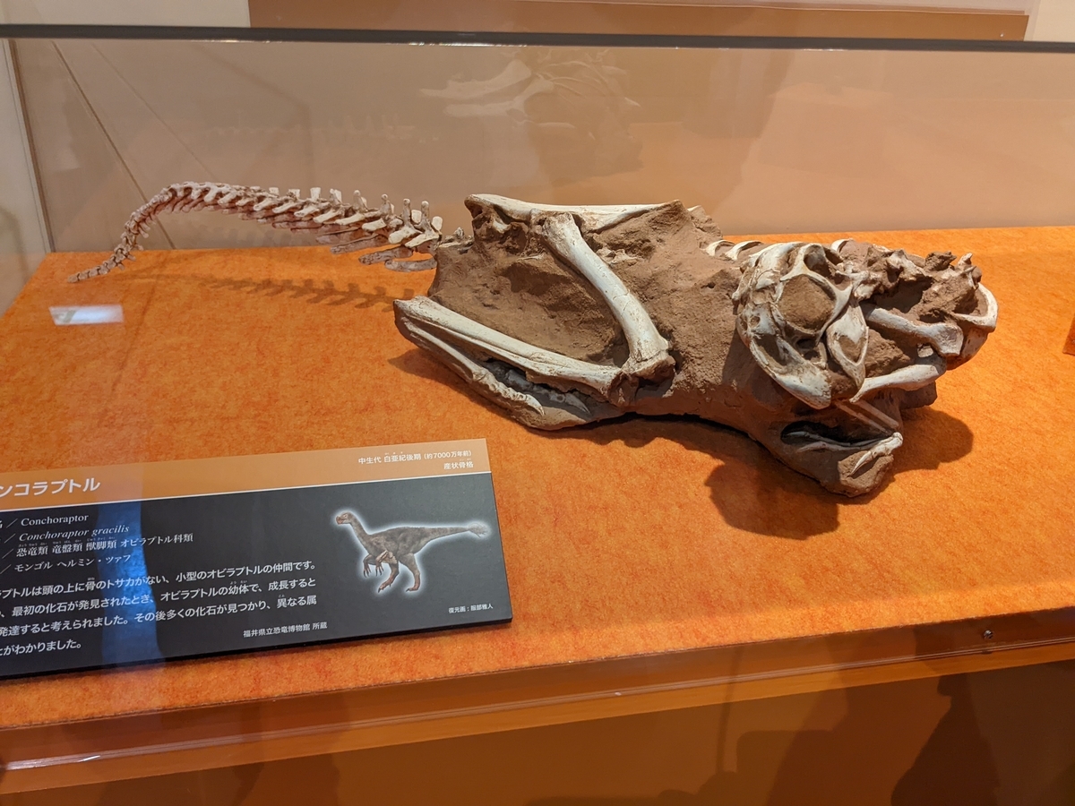 古生物紹介】コンコラプトル(Conchoraptor) - Prehistoriclifemanの日記
