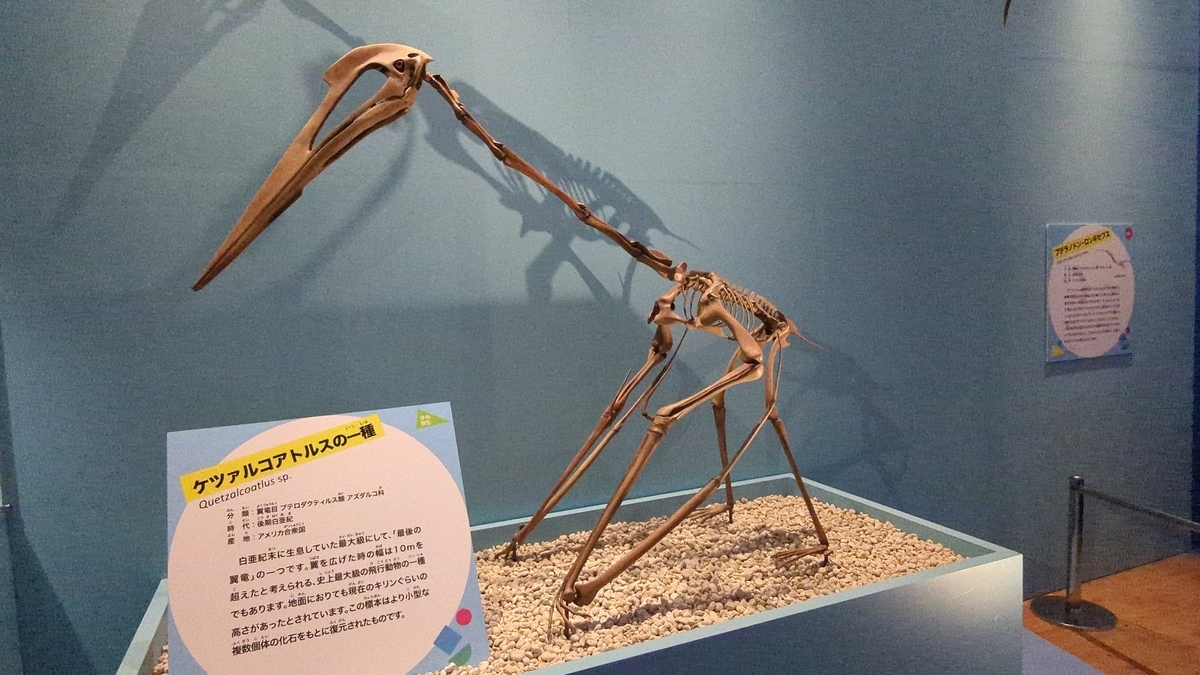 古生物紹介】ケツァルコアトルス(Quetzalcoatlus 