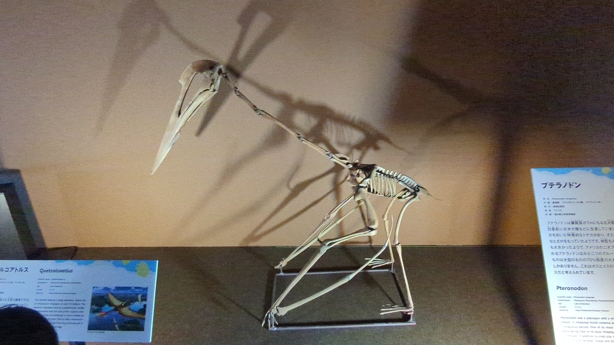 古生物紹介】ケツァルコアトルス(Quetzalcoatlus