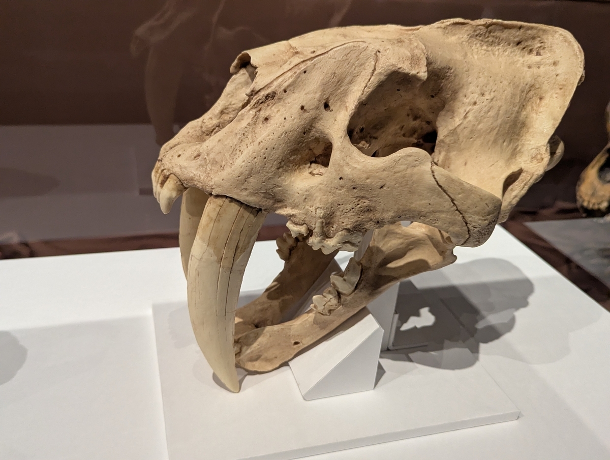 古生物イベント】特別展 氷河期展 人類が見た4万年前の世界(国立科学