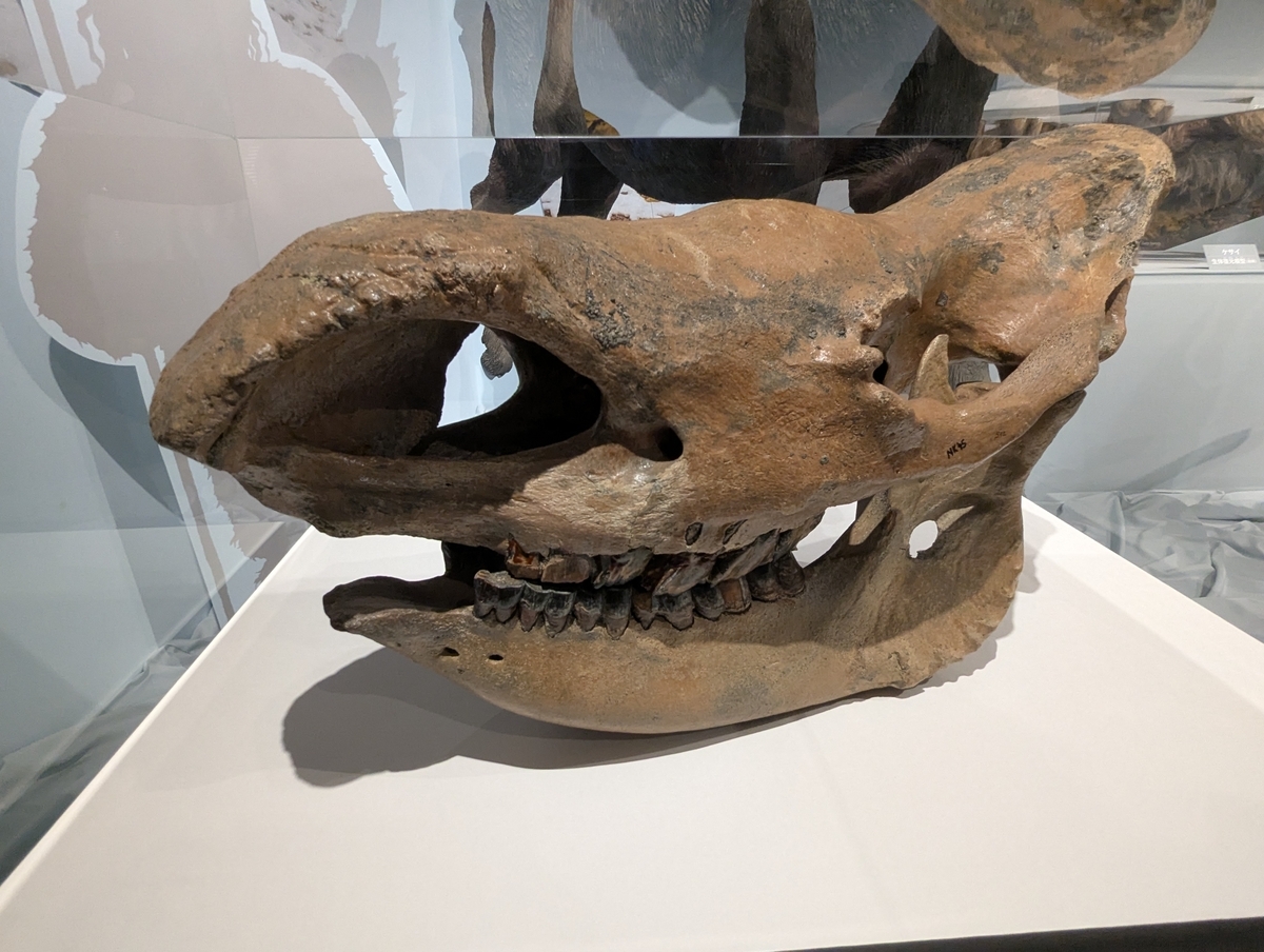 古生物イベント】特別展 氷河期展 人類が見た4万年前の世界(国立科学