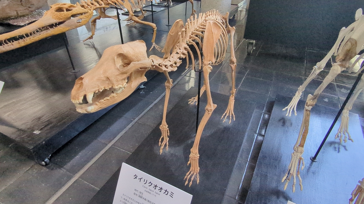 骨格標本 オオカミの骨 化石 ニホンオオカミ の頭骨模型を作製しました