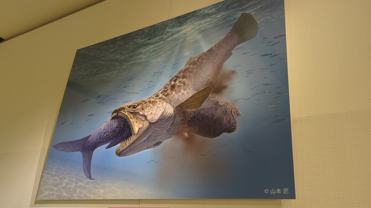 古生物紹介】クラドキクルス(Cladocyclus) - Prehistoriclifemanの日記