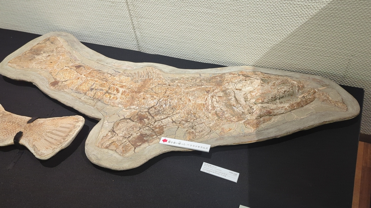 筋繊維や眼球が残ってるクラドキクルス 古生物紹介】クラドキクルス(Cladocyclus) - Prehistoriclifemanの日記
